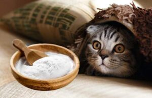 Ce se întâmplă dacă pui bicarbonat de sodiu, în litiera pisicii. Trucul util tuturor iubitorilor de animale