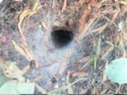 A riscat o înțepătură de păianjen după ce a băgat degetul într-o gaură în pământ