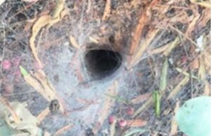 A riscat o înțepătură de păianjen după ce a băgat degetul într-o gaură în pământ