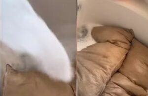 O femeie a spălat pernele soţului ei şi a avut parte de un şoc. Imaginile au devenit virale