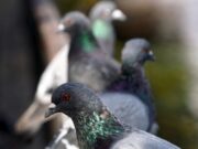 Tânăr din Brașov, reținut după ce a furat 90 de porumbei din curtea unui vecin