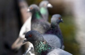 Tânăr din Brașov, reținut după ce a furat 90 de porumbei din curtea unui vecin