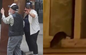 Un bărbat din București crește zeci de șobolani în apartamentul său. Locatarul din cartierul Dorobanți îi hrănește și are grijă de ei