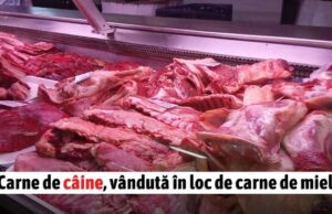 Direcția Sanitar Veterinară atrage atenția asupra vânzării cărnii de câine ca substitut la carnea de miel!