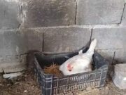 Ce a găsit un fermier sub o găină care nu se mai ridicase zile la rând de pe cuib, i-a şocat până şi pe vecini Când s-a uitat, a încremenit 😮–>>