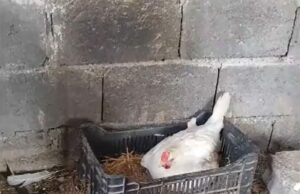 Ce a găsit un fermier sub o găină care nu se mai ridicase zile la rând de pe cuib, i-a şocat până şi pe vecini Când s-a uitat, a încremenit 😮–>>