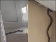 Invazie de şerpi într-un spital din România Pacienţii s-au speriat teribil atunci când au văzut aşa ceva pe holulinstituţiei– >>