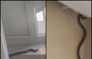 Invazie de şerpi într-un spital din România Pacienţii s-au speriat teribil atunci când au văzut aşa ceva pe holulinstituţiei– >>