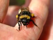 O femeie din Vâlcea a murit înţepată de un bondar, după ce a intrat în şoc anafilactic