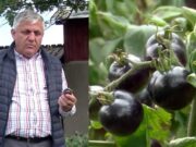 Orașul din România în care se cultivă roșiile negre. De ce este recomandat consumul acestor tomate și ce beneficii are pentru sănătate