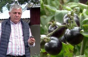 Orașul din România în care se cultivă roșiile negre. De ce este recomandat consumul acestor tomate și ce beneficii are pentru sănătate