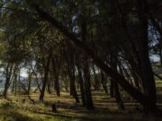 O femeie și-a ascuns mama moartă în pădure, pentru a-i încasa pensia, în Lugoj. Câți bani a primit femeia până acum