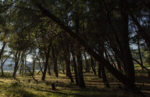 O femeie și-a ascuns mama moartă în pădure, pentru a-i încasa pensia, în Lugoj. Câți bani a primit femeia până acum