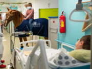 Merită tot respectul! El este doctor Peyo, calul care mângâie bolnavii de cancer și le ia durere. Povestea lui a făcut înconjurul lumii😍