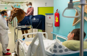 Merită tot respectul! El este doctor Peyo, calul care mângâie bolnavii de cancer și le ia durere. Povestea lui a făcut înconjurul lumii😍