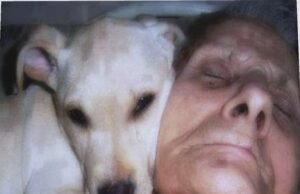 BĂTRÂNA A Stat În COMĂ Timp De O LUNĂ, Și CÂINELE Venea Mereu La CĂPĂTÂIUL Ei.