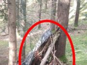 Mergeau prin pădure când au dat de acest adăpost improvizat. Cine locuia acolo și ce MÂNCA i-a îngrozit 😮 –»