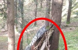 Mergeau prin pădure când au dat de acest adăpost improvizat. Cine locuia acolo și ce MÂNCA i-a îngrozit 😮 –»