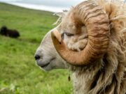 Reclamație halucinantă la ANPC Botoșani: O femeie s-a plâns că berbecul pe care l-a cumpărat „nu își face treaba” cu oile