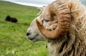 Reclamație halucinantă la ANPC Botoșani: O femeie s-a plâns că berbecul pe care l-a cumpărat „nu își face treaba” cu oile