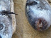 O femeie a găsit un pește otrăvitor pe plajă. Este de „1.200 de ori mai puternic decât cianura”, dar se vinde în restaurante