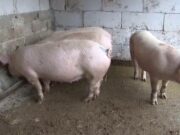 Sfârşit cutremurător pentru un bărbat din Botoșani. A fost ucis de porcii din gospodărie