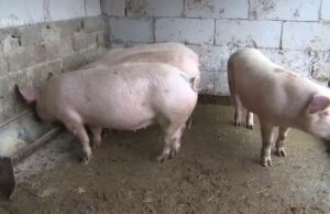 Sfârşit cutremurător pentru un bărbat din Botoșani. A fost ucis de porcii din gospodărie