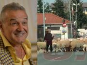 Oile lui Gigi Becali au fost furate. Hoții au plecat cu ele în portbagajul mașinii