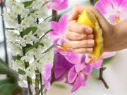 Un secret este dezvăluit! De ce să pui lămâie în orhidee?