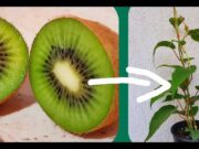 Descoperă cum poți cultiva kiwi la tine acasă. Încercă și vei avea succes!