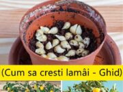 Cum să crești lămâi în ghiveci acasă – Ghid practic pentru un lămâi sănătos