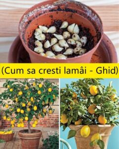 474561710_1197547551931577_2395650323167883650_n