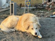 Și-a abandonat câinele pe câmp și s-a trezit cu poliția la ușă. Bărbatul din Mureș a fost amendat cu 5.000 de euro
