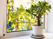 10 tipuri de plante care aduc norocul și prosperitate. În ce locuri din casă trebuie să le ții