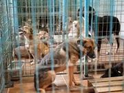 Adăposturile de câini au nevoie de ajutor. În mai multe zone din țară sunt acoperite de zăpădă, iar animalele suferă