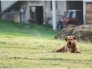 Lege pentru românii care locuiesc la casă și au câini în curte! Proprietarii pot primi amendă de 500 de lei