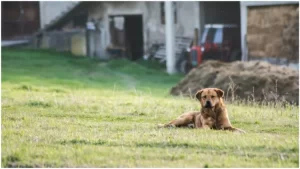 un-caine-care-sta-pe-iarba-din-curte-750x422-1