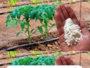 Cum Poți Obține Roșii Dulci Și Sănătoase Cu Ajutorul Apei Și Bicarbonatului De Sodiu