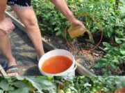 Sfaturi pentru a Dubla Recolta de Roșii, Castraveți și Alte Legume