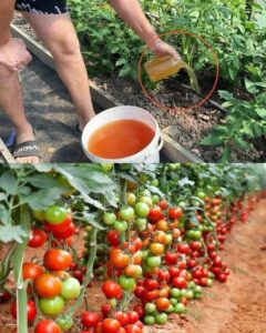 482217048_1069978058505150_4560344557722556899_n