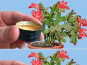 Visați la flori spectaculoase pe plantele dvs. verzi? Adăugați acest ingredient magic care vă va oferi flori în 10 minute! Un metodă naturală fără de care nu veți putea trăi!