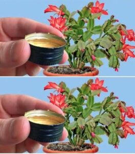 483565457_1071528978350058_1925802132380236336_n