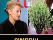 Toate plantele aromatice pe care le folosim în bucătărie, la gătit, au proprietăți farmacologice