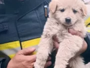 Povestea lui Norocel, cățelul salvat de pompieri din incendiile cauzate de vegetație din România. “Era trist”