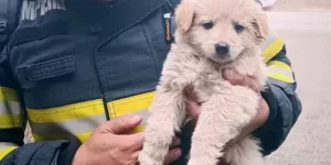 Screenshot-2025-03-11-at-14.32.07-600x300