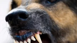 https___www.cancan.ro_wp-content_uploads_2020_08_caine-1