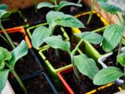 Ce legume să cultivi în grădină în luna aprilie. Recolta va fi bogată