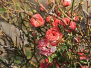 Îngrijirea plantelor la început de martie. Cum să ajuți trandafirii să crească