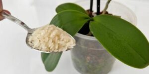 orez-pt-orhidee-remedii-kiloretete-e1658226178837-750x375-1