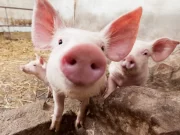 Amendă pentru românii care cresc aceste animale în curte și nu le declară! Sancțiunile sunt uriașe